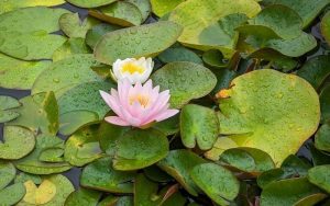 Затопляне в края на седмицата: Температурите достигат 22 градуса