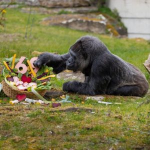 Най-възрастната горила в света Фату отпразнува 69-ия си рожден ден