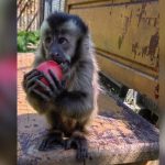 Животни в Софийския зоопарк отпразнуваха Великден с шарени яйца и плодови козунаци