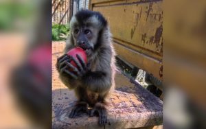 Животни в Софийския зоопарк отпразнуваха Великден с шарени яйца и плодови козунаци