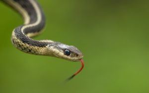 Жандармеристи в Румъния извадиха метър и половина змия от двигател на автомобил