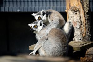 Зоологическата градина в София с лятно работно време и без почивен ден