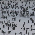 Императорските пингвини в Антарктида са застрашени от изчезване