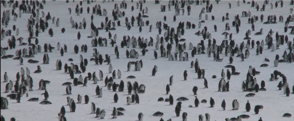 Императорските пингвини в Антарктида са застрашени от изчезване