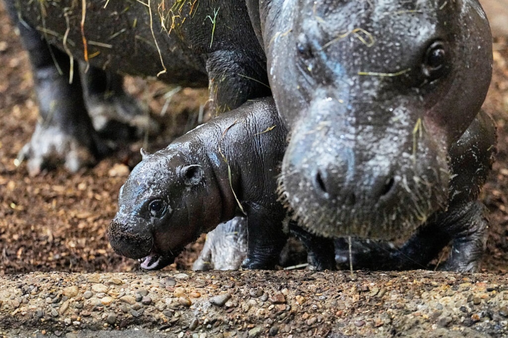Колумбия започва контролиран лов на хипопотамите на Пабло Ескобар
