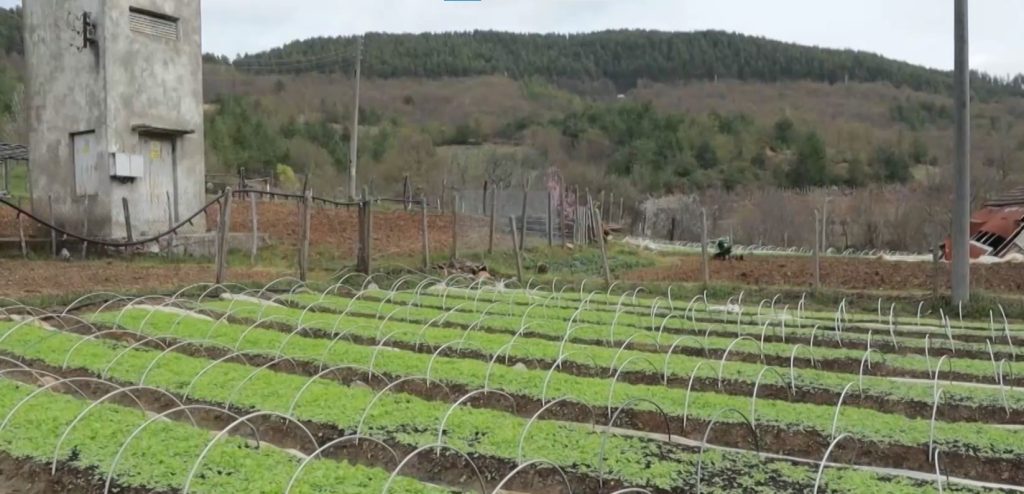 Поминък в упадък: Тютюнопроизводството в Източните Родопи изчезва масово