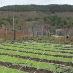 Поминък в упадък: Тютюнопроизводството в Източните Родопи изчезва масово