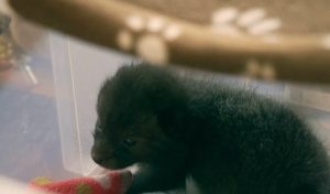 Лечение и връщане в природата: Как парижки приют спасява диви животни