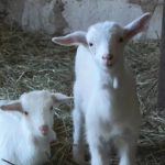 Овцевъдството в Родопите изчезва: Историята на Салих Паша и последното стадо в Бориково