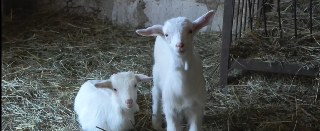 Овцевъдството в Родопите изчезва: Историята на Салих Паша и последното стадо в Бориково