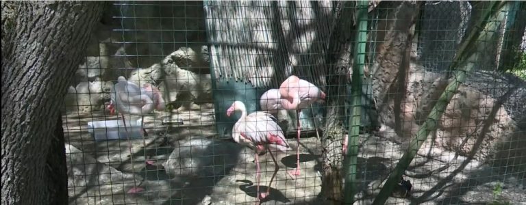 Специална програма радва посетителите на софийския зоопарк в Световния ден на фламингото Специална програма радва посетителите на софийския зоопарк в Световния ден на фламингото