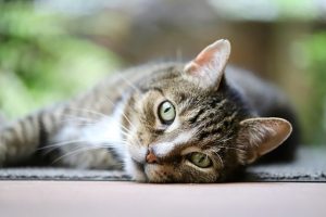 Испански съд експулсира мъж за 5 години заради убийство на котка в Торевиеха