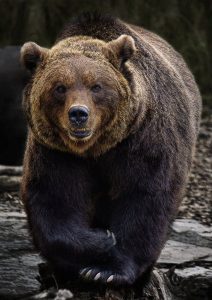 Мечките няма да убиват, ако милионите за тях отиват за... мармалад