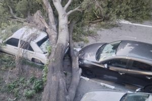 Дърво смаза паркирани автомобили в Асеновград, пожарникари разчистват улицата