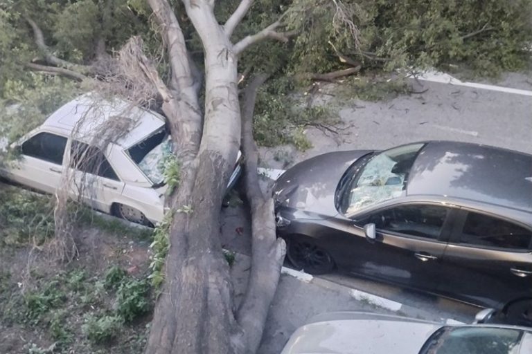 Дърво смаза паркирани автомобили в Асеновград, пожарникари разчистват улицата Дърво смаза паркирани автомобили в Асеновград, пожарникари разчистват улицата