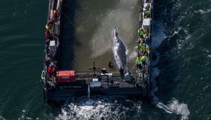 Гърбатият кит Тими е освободен в Северно море след седмици в плен