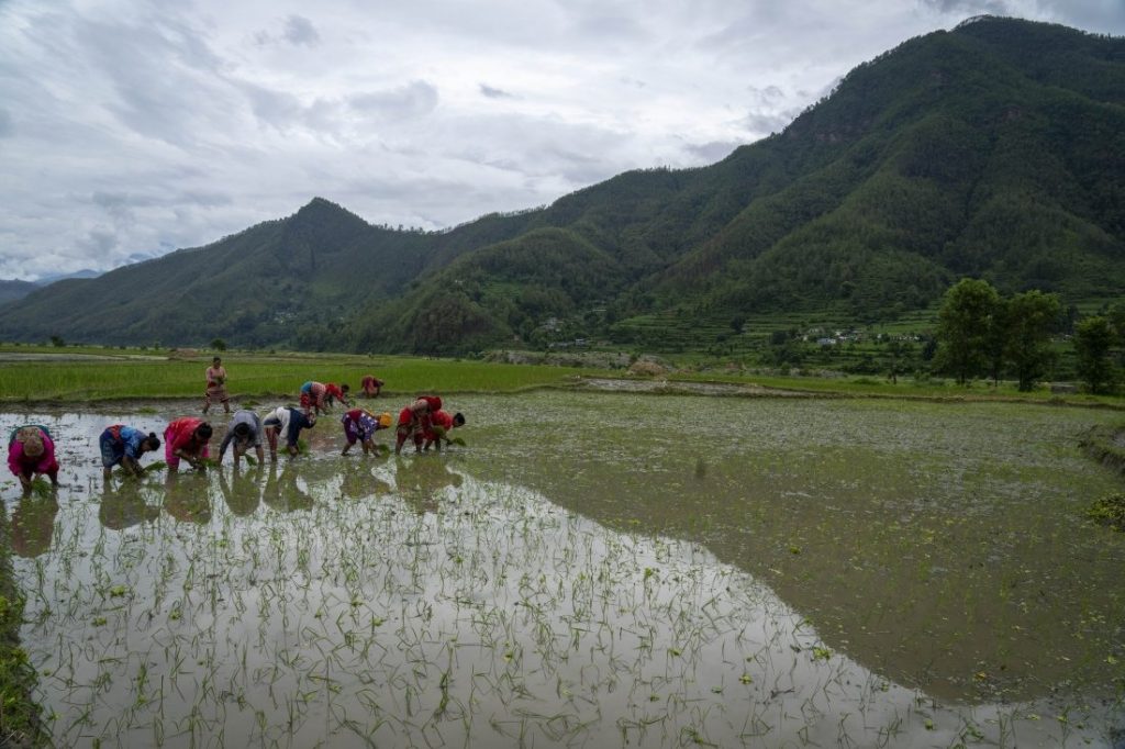 Консумацията на ориз в Япония е на най-ниско ниво от 7 години