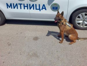 На четири лапи срещу престъпността: Служебните кучета и техните водачи в съвместно обучение