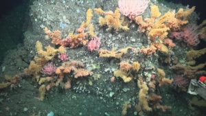 Откриха 1121 нови морски вида в глобална надпревара с климатичните промени