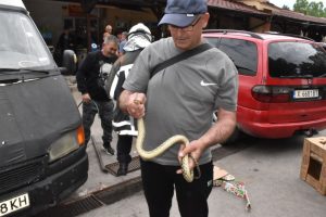 Пъстър смок предизвика суматоха на централния пазар в Хасково