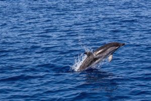 Японски учени разкриха механизма на скоростта при делфините