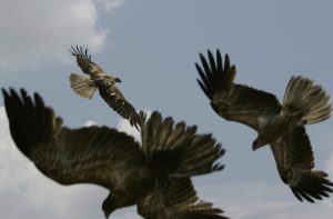 Сръбски природозащитници спасиха Славеевата гора чрез покупка за 8000 евро