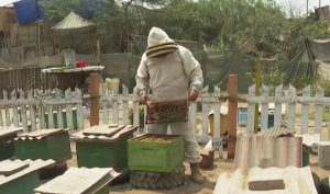 30% от пчеларите в България са се отказали от професията си