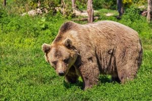 Шофьор катастрофира с мечка на магистрала „Егнатия“ в Гърция