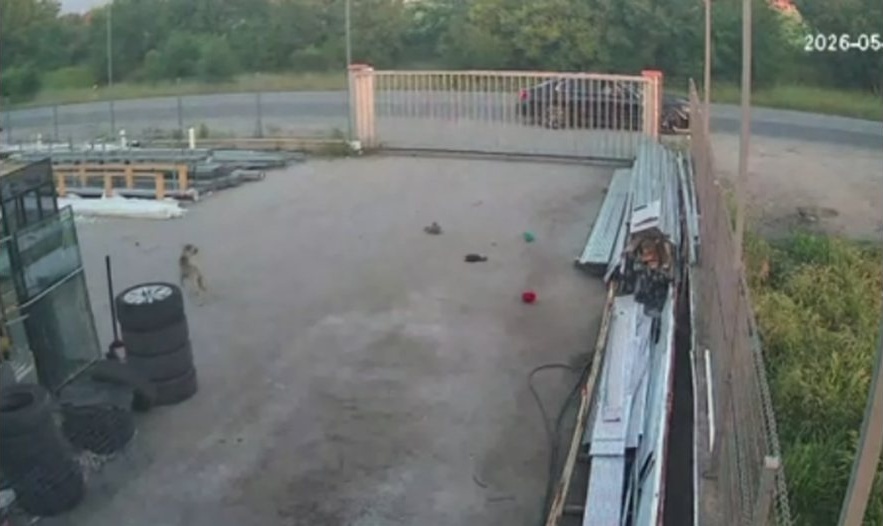 Мъж застреля куче от колата си край Пазарджик: Видео разкрива бруталното деяние
