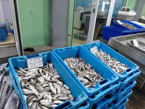 Странности по Южното Черноморие: Рекорден улов на риба и подранило мъртво вълнение