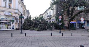 Огромно дърво се стовари в центъра на Русе след мощна буря