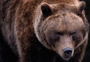Селфи с мечка завърши с нападение над трима туристи в Румъния