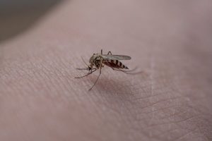 Община Монтана започва първата за сезона обработка срещу комари
