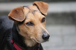 Кучетата също са левичари или десничари: Новият метод Doginburgh Inventory разкрива тайните на лапите