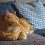 Учените не откриха връзка между котките и тежестта на детската астма