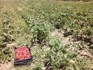Фермери в Северна България изгубиха 80% от реколтата на ягоди и малини след мощна градушка