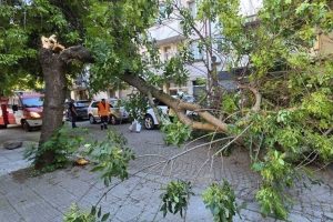 Дърво се стовари върху кола в центъра на Пловдив при бурен вятър