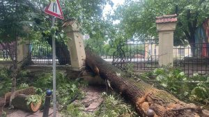 Дърво се стовари върху две коли на кръстовище в центъра на София