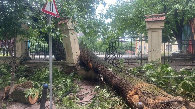Дърво се стовари върху две коли на кръстовище в центъра на София Дърво се стовари върху две коли на кръстовище в центъра на София
