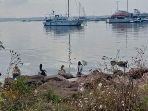 Делфин избра рибарското пристанище “Ченгене скеле” край Бургас за свой дом