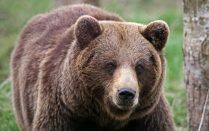 Мечка беше застреляна на пътя Трансфъгъръшан след нападение над турист