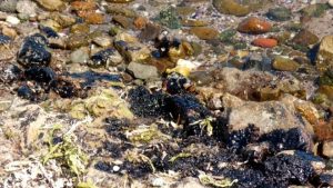 РЗИ-Бургас: Морската вода е чиста въпреки мазута по плажовете