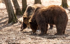 Гръцките власти разследват серия от убийства на кафяви мечки в Северна Гърция