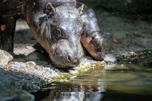 Защо бебе хипопотам в Берлинския зоопарк получи името Брьотхен?