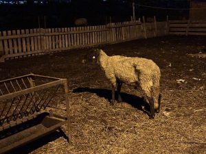БАБХ констатира огнище на шарка по дребните преживни животни в Първомай