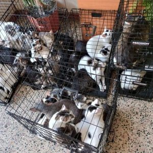 Мащабна акция в Букурещ: Спасиха 115 котки от един апартамент