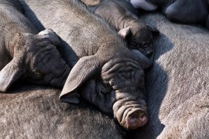 Животновъди искат квоти и минимална изкупна цена на българското месо