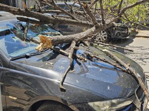 Дърво падна върху два автомобила в центъра на Русе: Инцидентът блокира движението