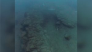 Трагедия край Приморско: Откриха 11 мъртви малки делфина на морското дъно
