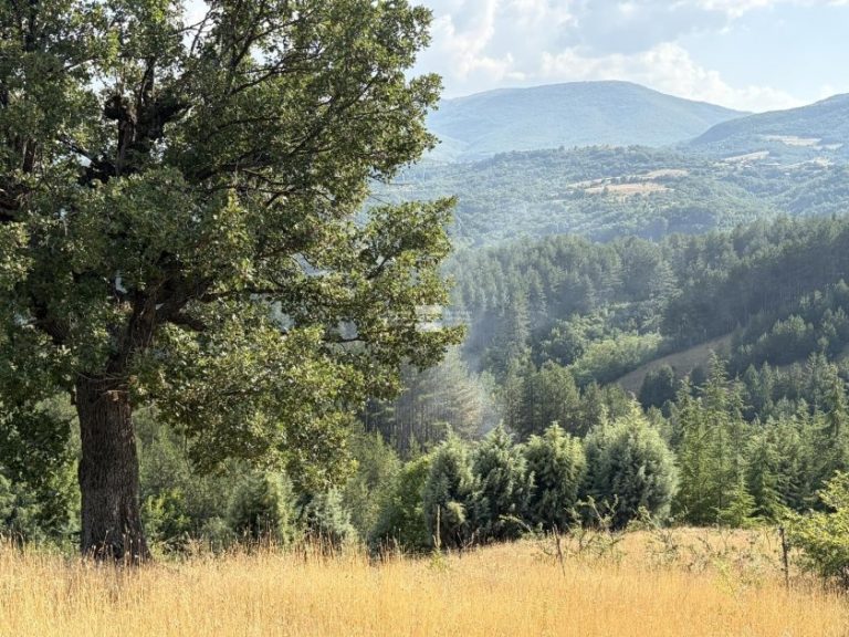 Пламна борова гора в землището на благоевградското село Логодаж Пламна борова гора в землището на благоевградското село Логодаж